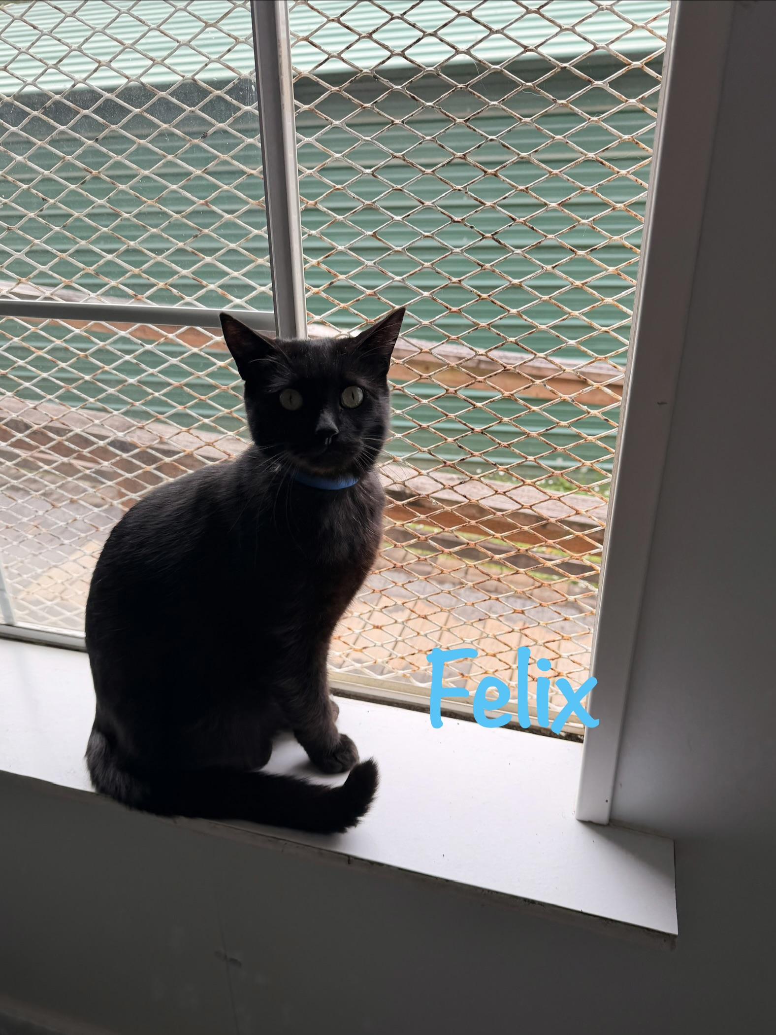 Enlarge Felix, a ADOPTABLE Domestic Short Hair in Crescent City, CA image 2/2