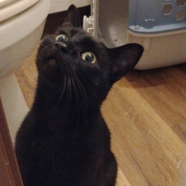 Enlarge Felix, a ADOPTABLE Domestic Short Hair in Crescent City, CA image 1/2