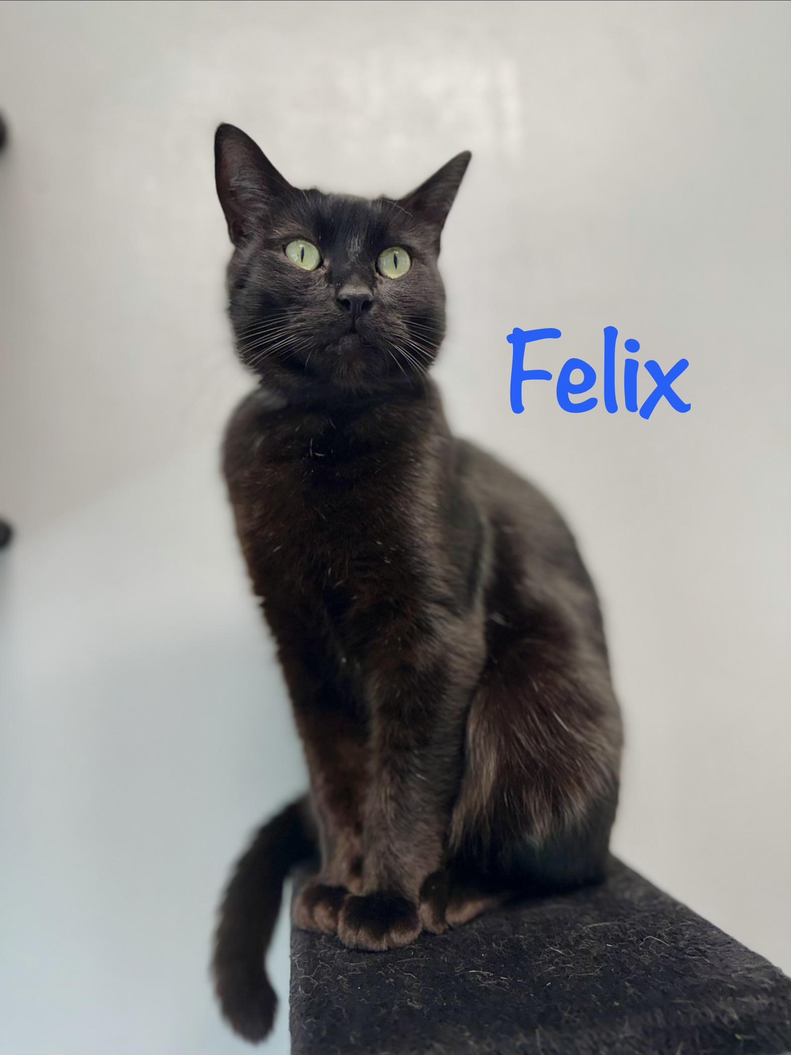 Felix, ADOPTABLE, Adult Male Domestic Short Hair.