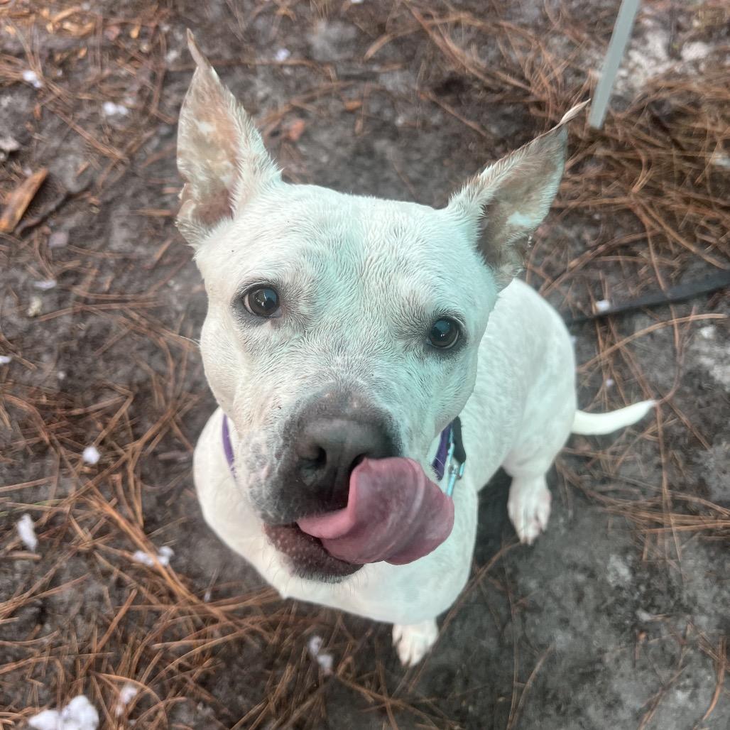 Enlarge Diamond, a Adoptable Mixed Breed in Naples, FL image 1/6