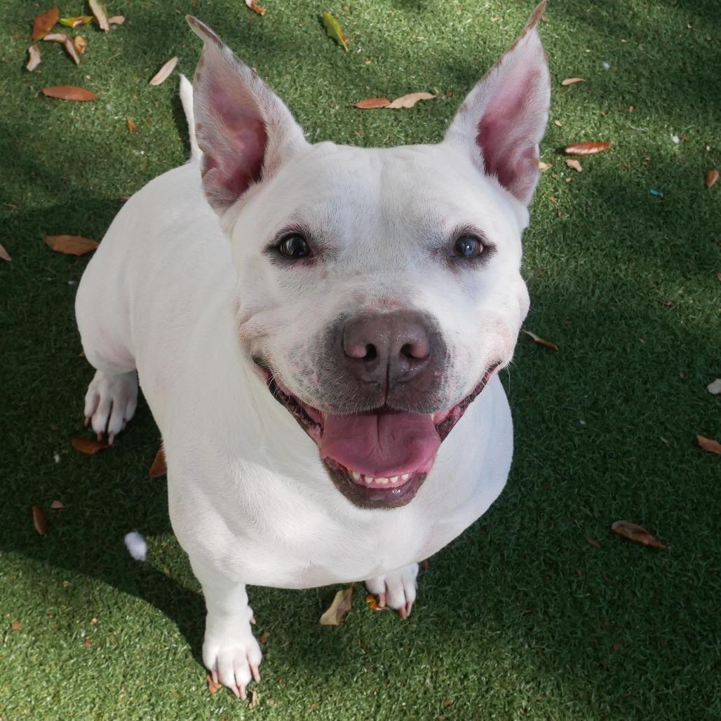 Enlarge Diamond, a Adoptable Mixed Breed in Naples, FL image 2/6