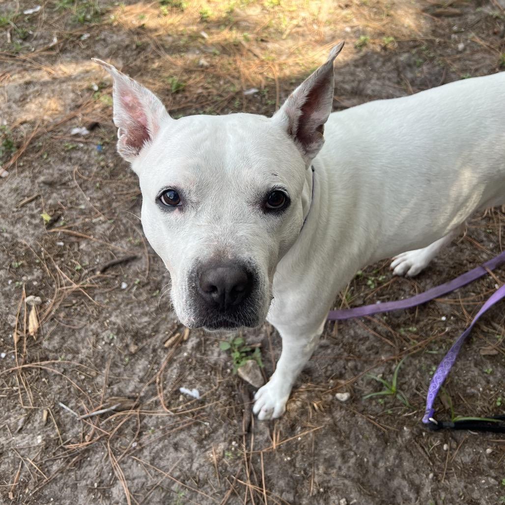 Enlarge Diamond, a Adoptable Mixed Breed in Naples, FL image 3/6