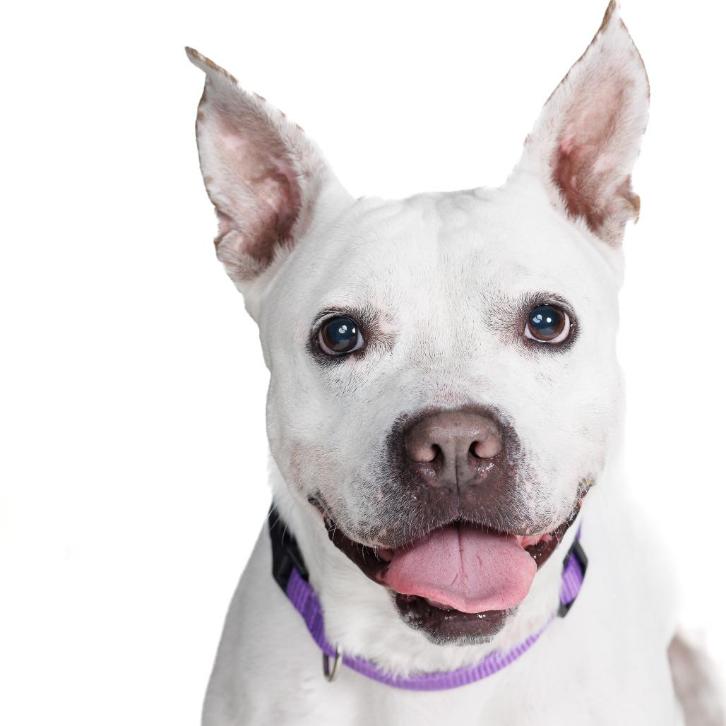 Enlarge Diamond, a Adoptable Mixed Breed in Naples, FL image 4/6