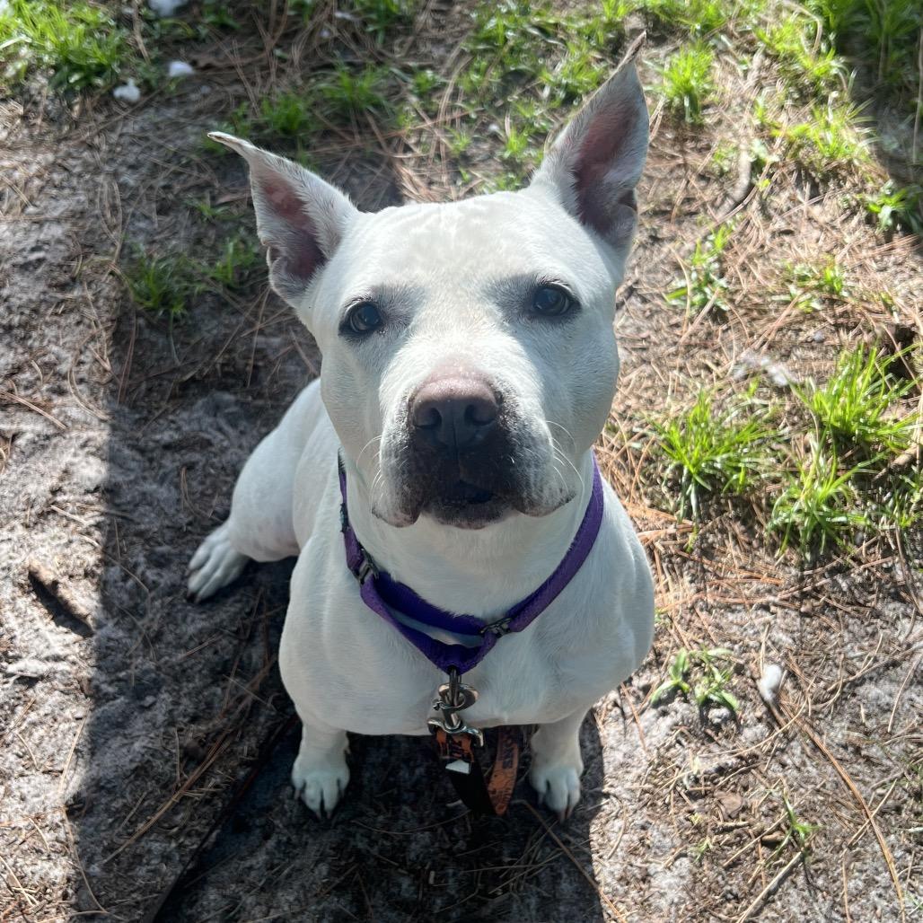 Enlarge Diamond, a Adoptable Mixed Breed in Naples, FL image 5/6