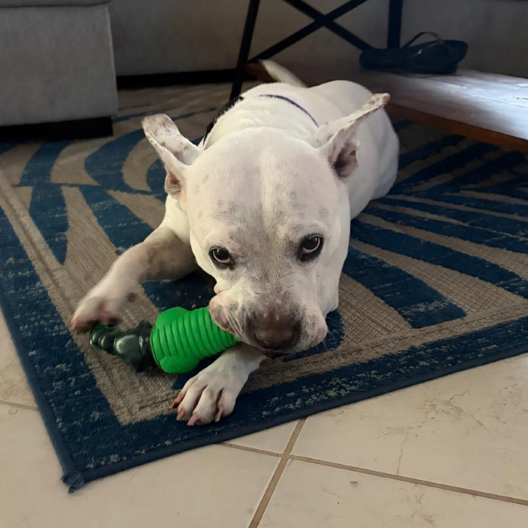 Enlarge Diamond, a Adoptable Mixed Breed in Naples, FL image 6/6