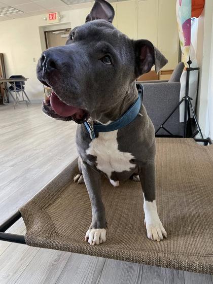 Chapo, Adoptable, Adult Male American Staffordshire Terrier & Mixed Breed.