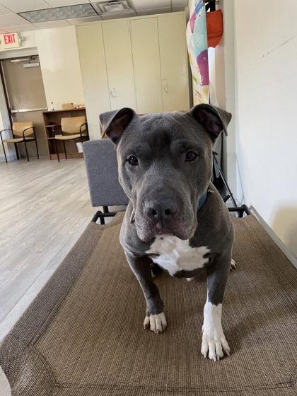 Enlarge Chapo, a Adoptable mixed breed in South Bend, IN image 2/3