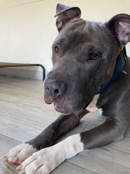 Enlarge Chapo, a Adoptable mixed breed in South Bend, IN image 3/3