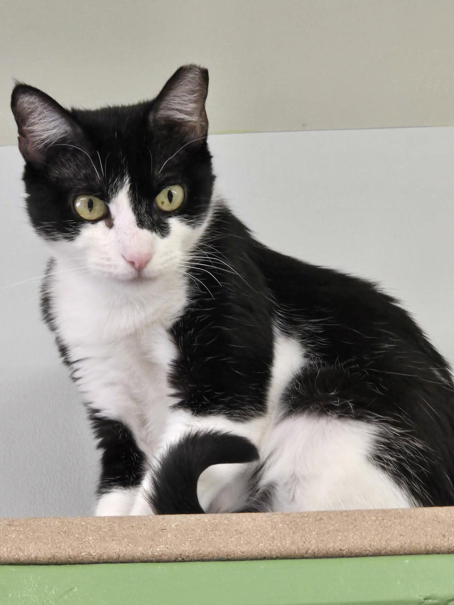 Enlarge Izzy, a Adoptable Domestic Short Hair in Evergreen, CO image 1/3
