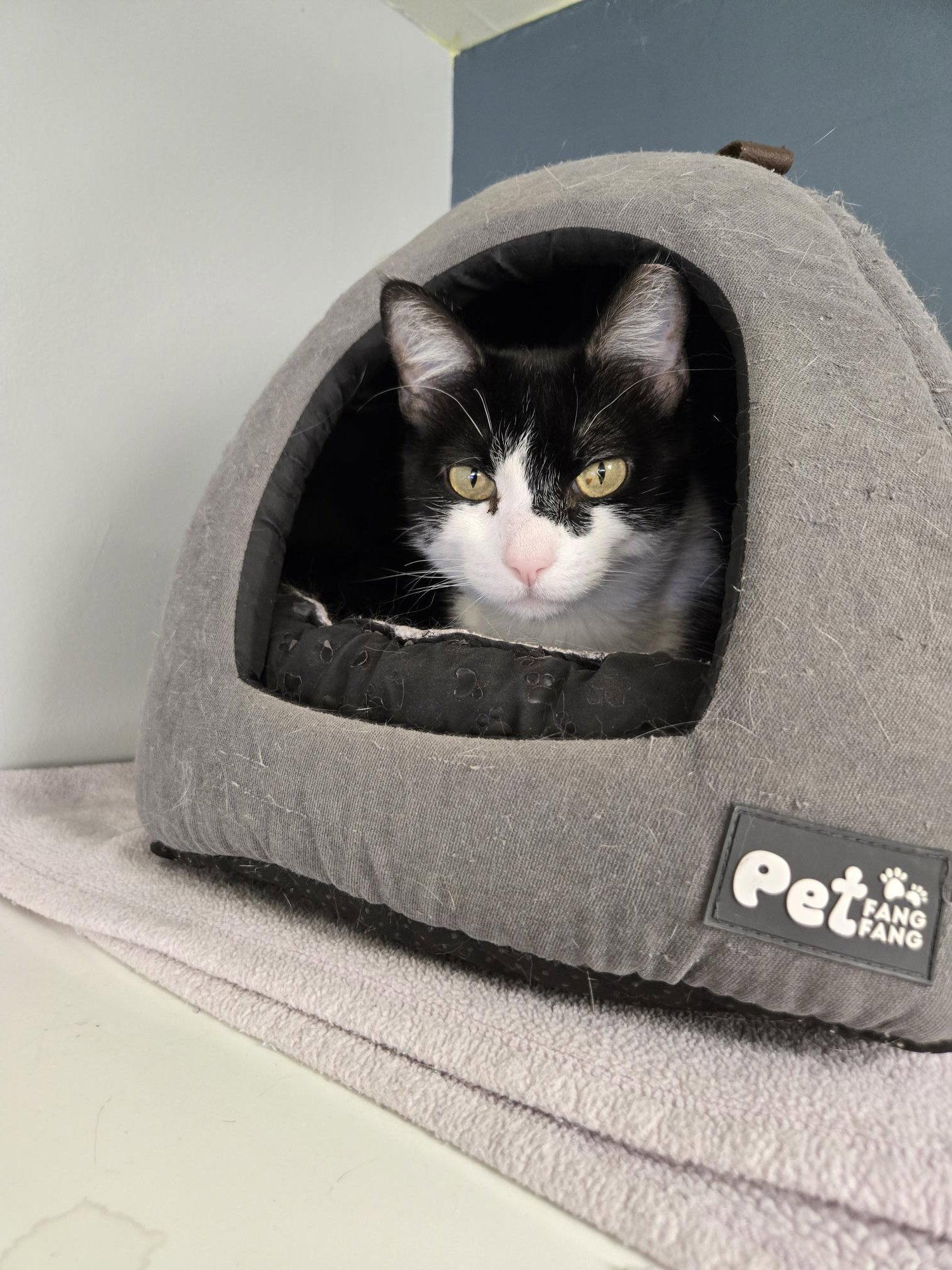 Enlarge Izzy, a Adoptable Domestic Short Hair in Evergreen, CO image 2/3