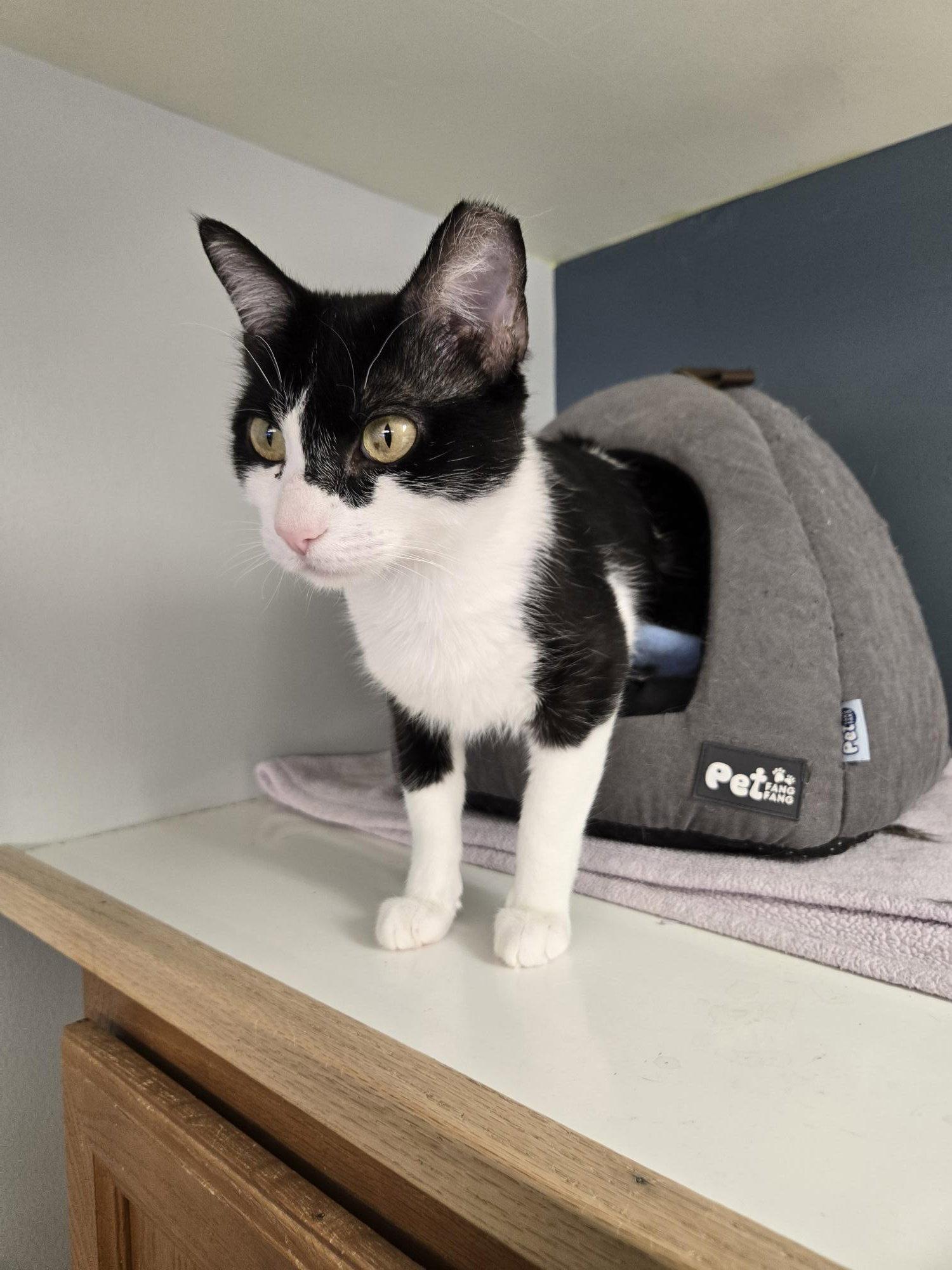 Enlarge Izzy, a Adoptable Domestic Short Hair in Evergreen, CO image 3/3