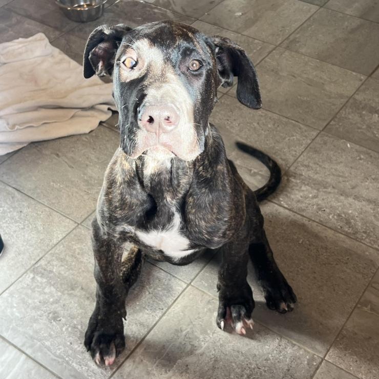 Brock, Adopted, Puppy Male Great Dane.