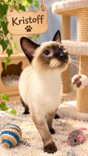 Enlarge Kristoff, a Adoptable Siamese in Oakland Park, FL image 2/3