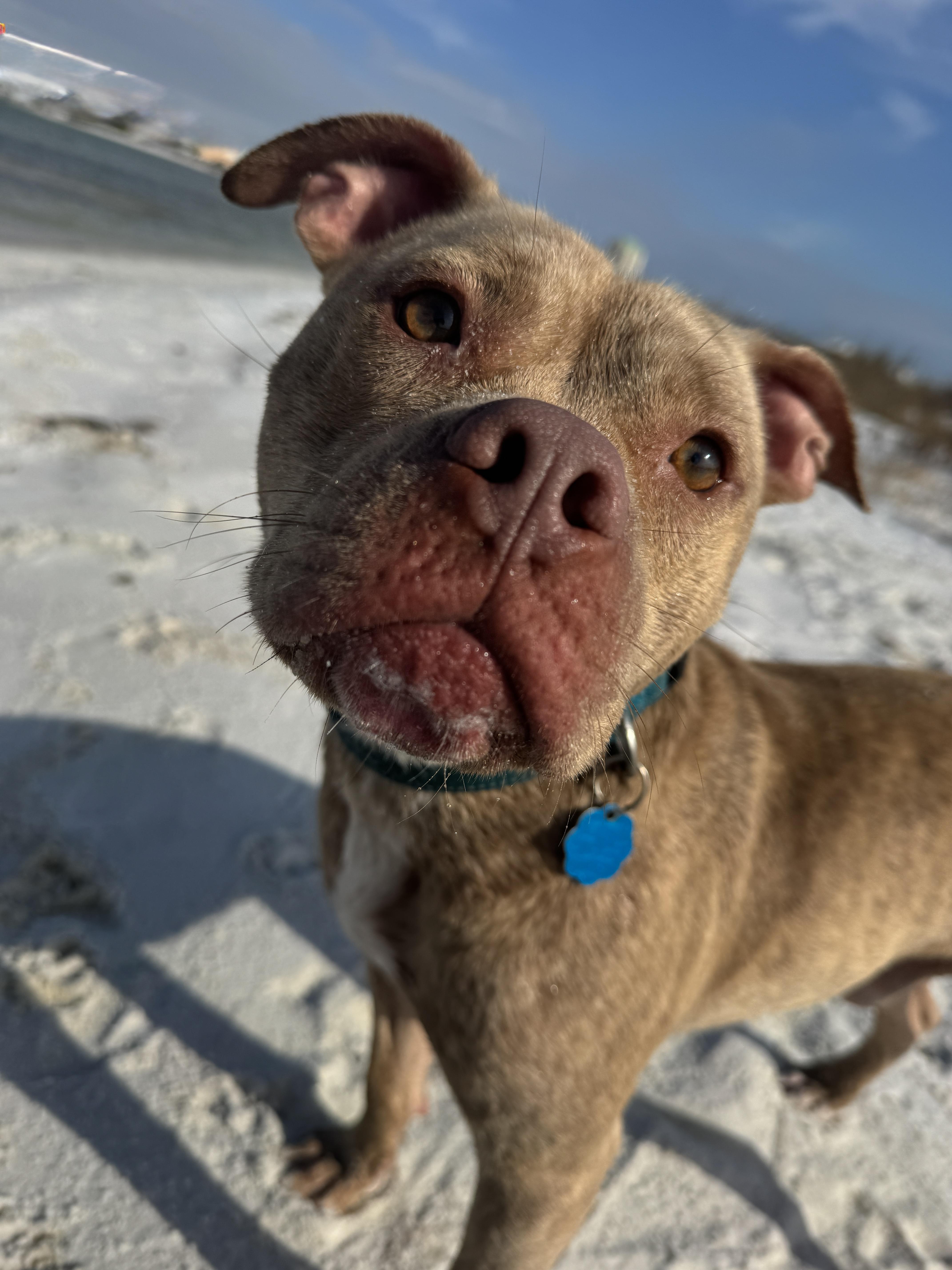 Enlarge Jimmy, an adopted mixed breed in Navarre, FL image 2/6