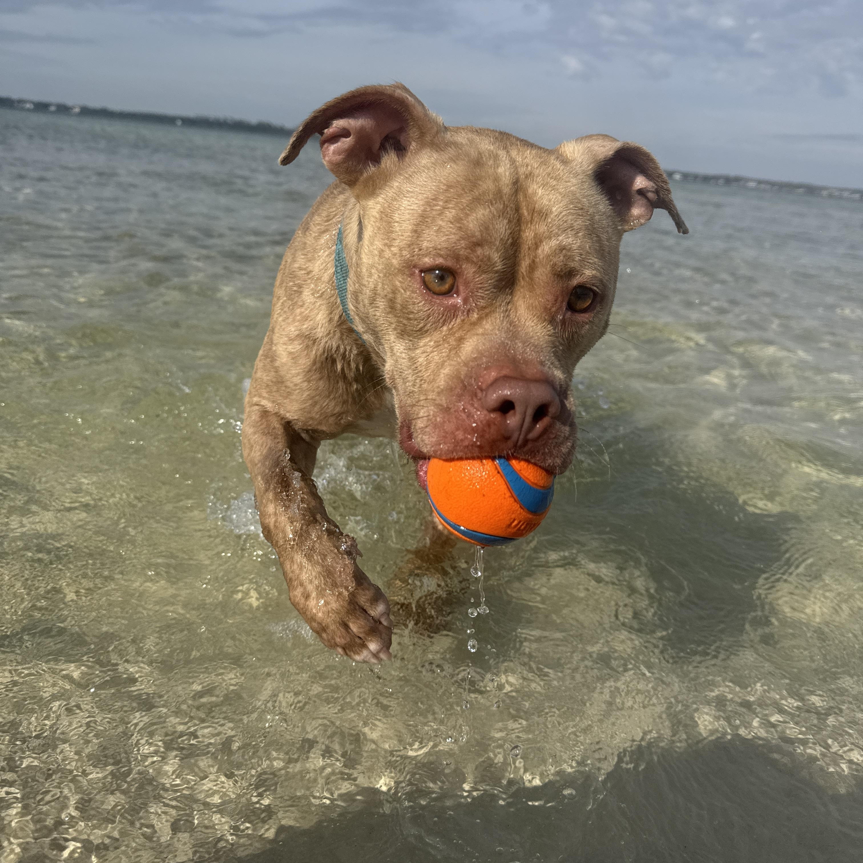 Enlarge Jimmy, an adopted mixed breed in Navarre, FL image 5/6