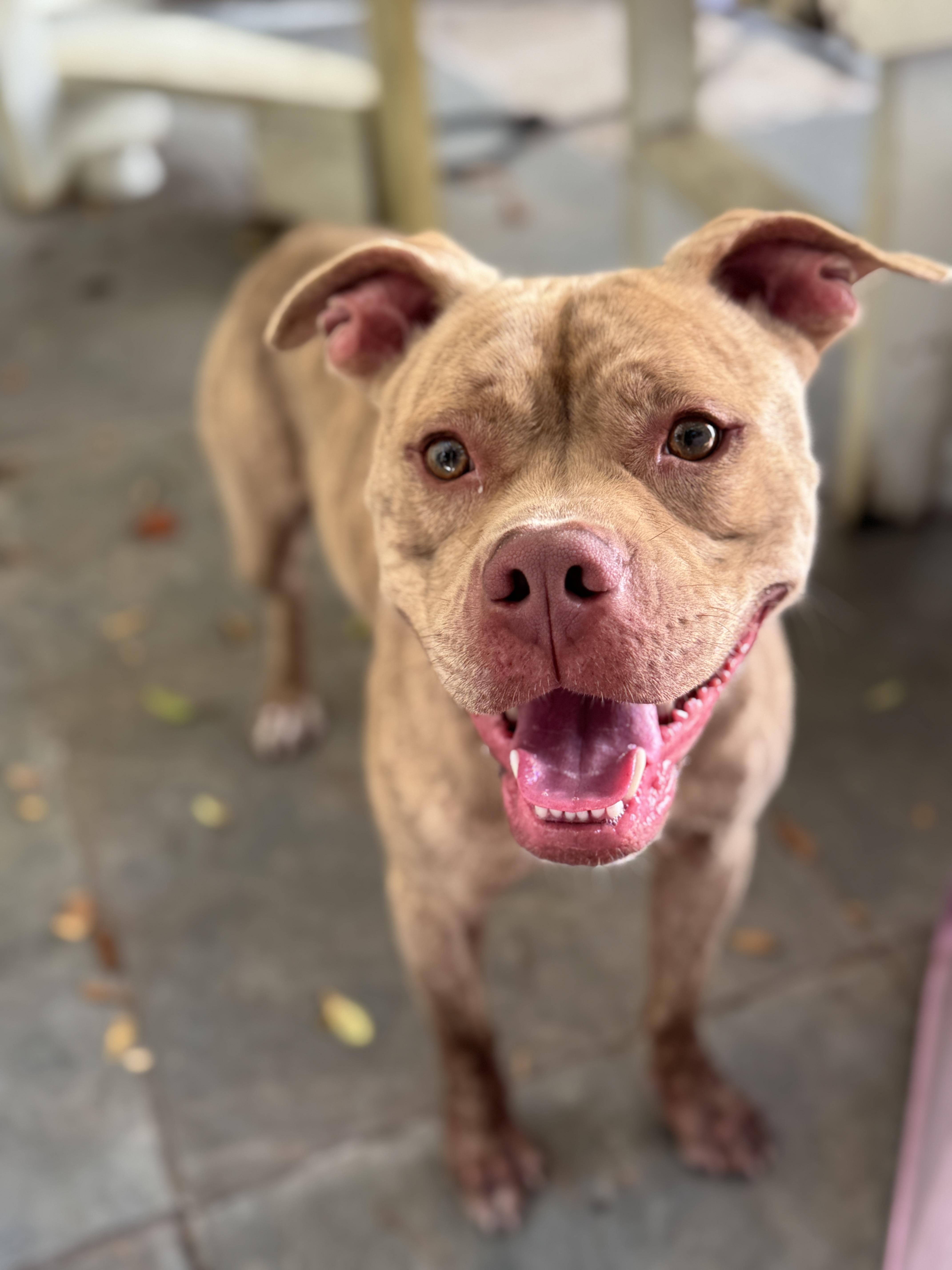 Enlarge Jimmy, a Adoptable mixed breed in Navarre, FL image 2/4