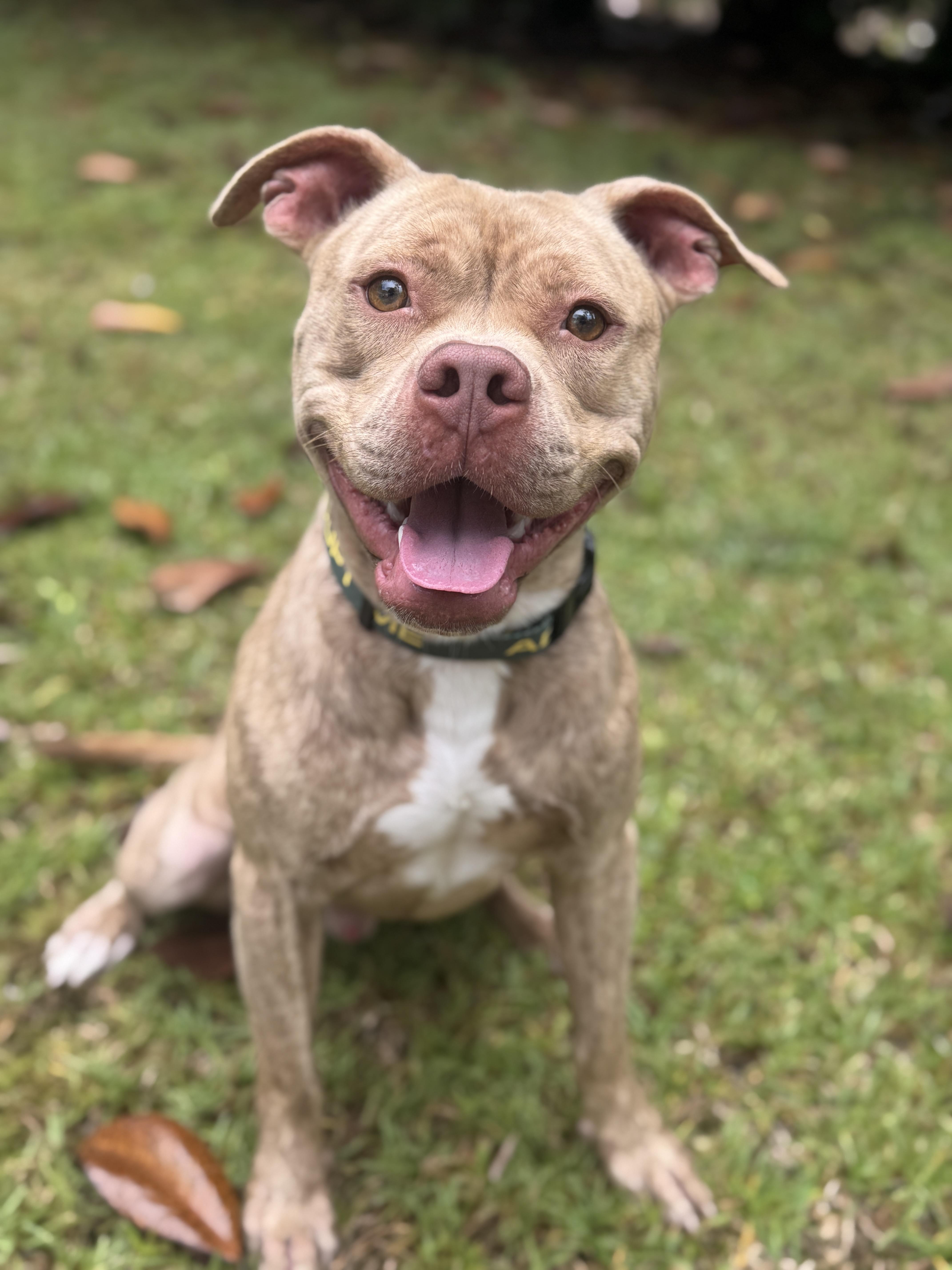 Enlarge Jimmy, a Adoptable mixed breed in Navarre, FL image 4/4
