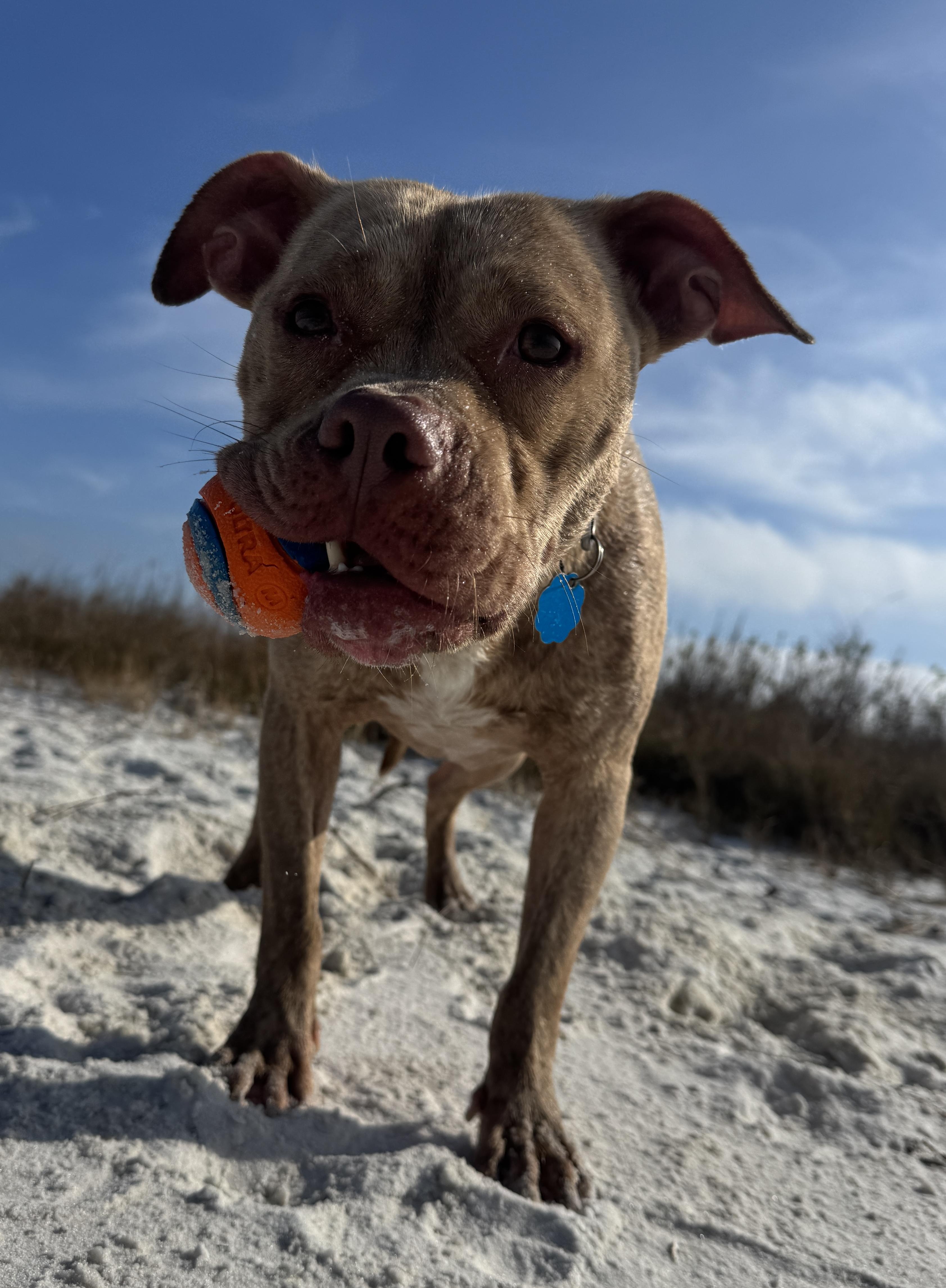 Enlarge Jimmy, an adopted mixed breed in Navarre, FL image 6/6