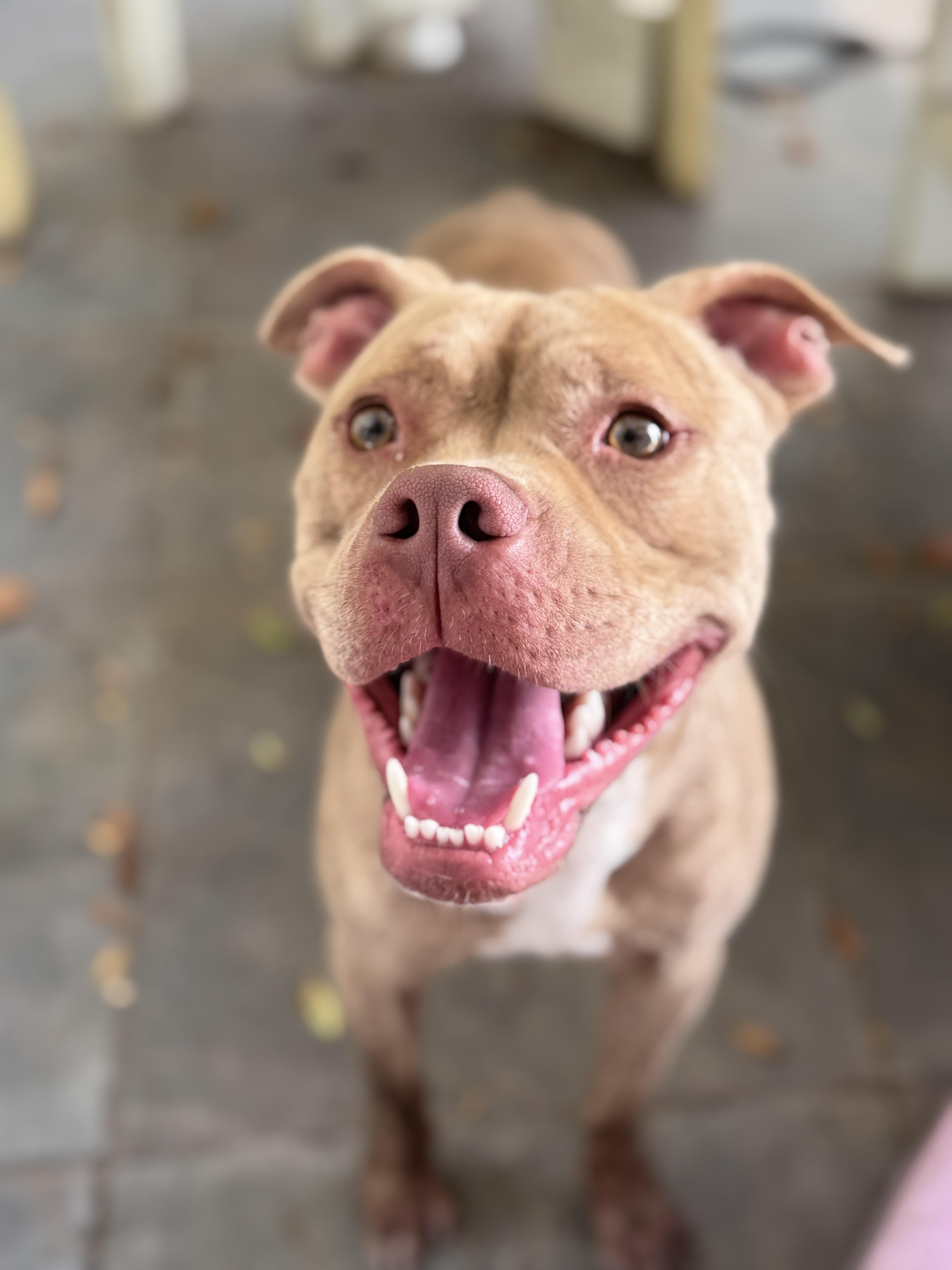 Enlarge Jimmy, a Adoptable mixed breed in Navarre, FL image 3/4