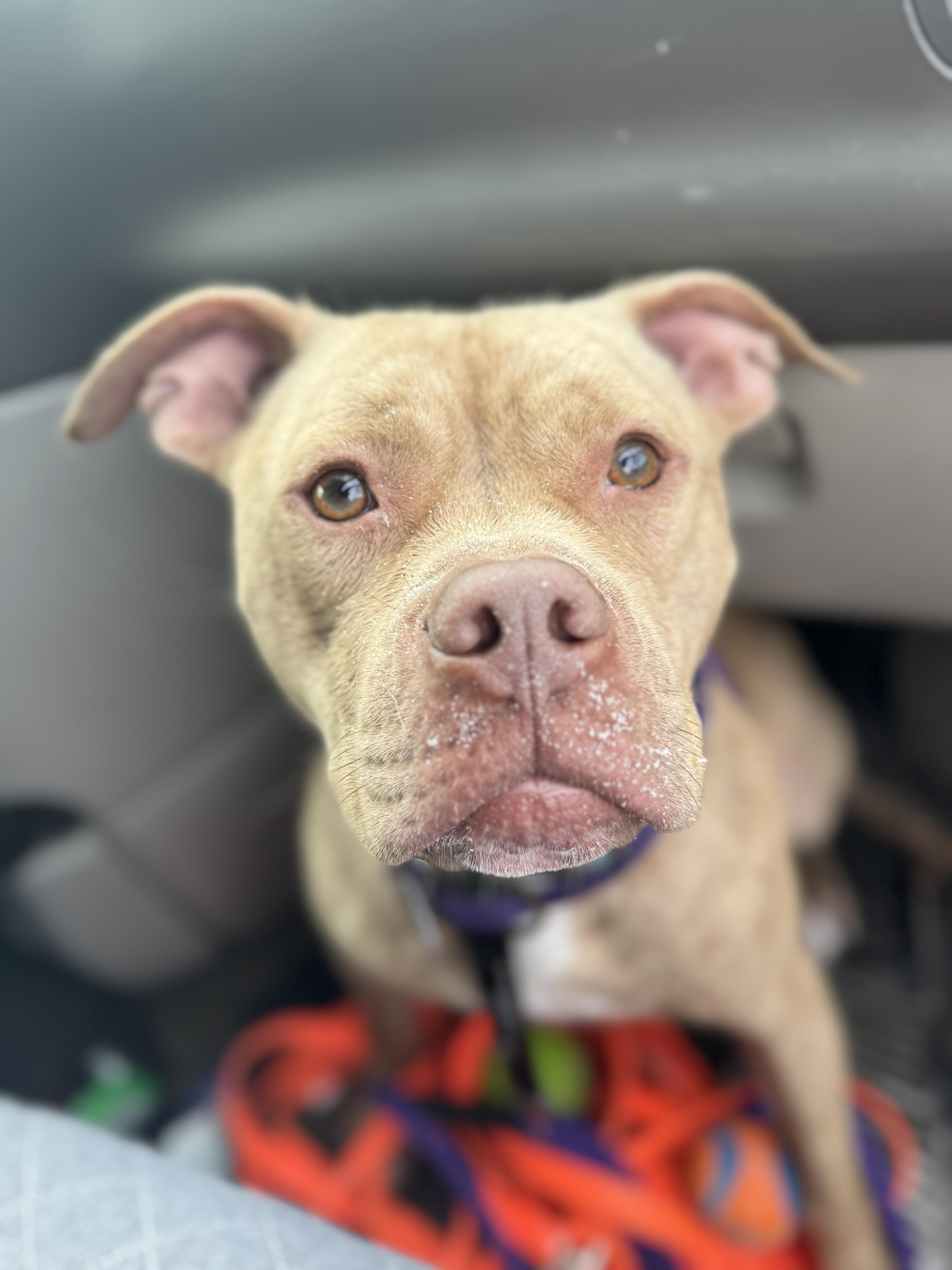 Enlarge Jimmy, an adopted mixed breed in Navarre, FL image 1/6