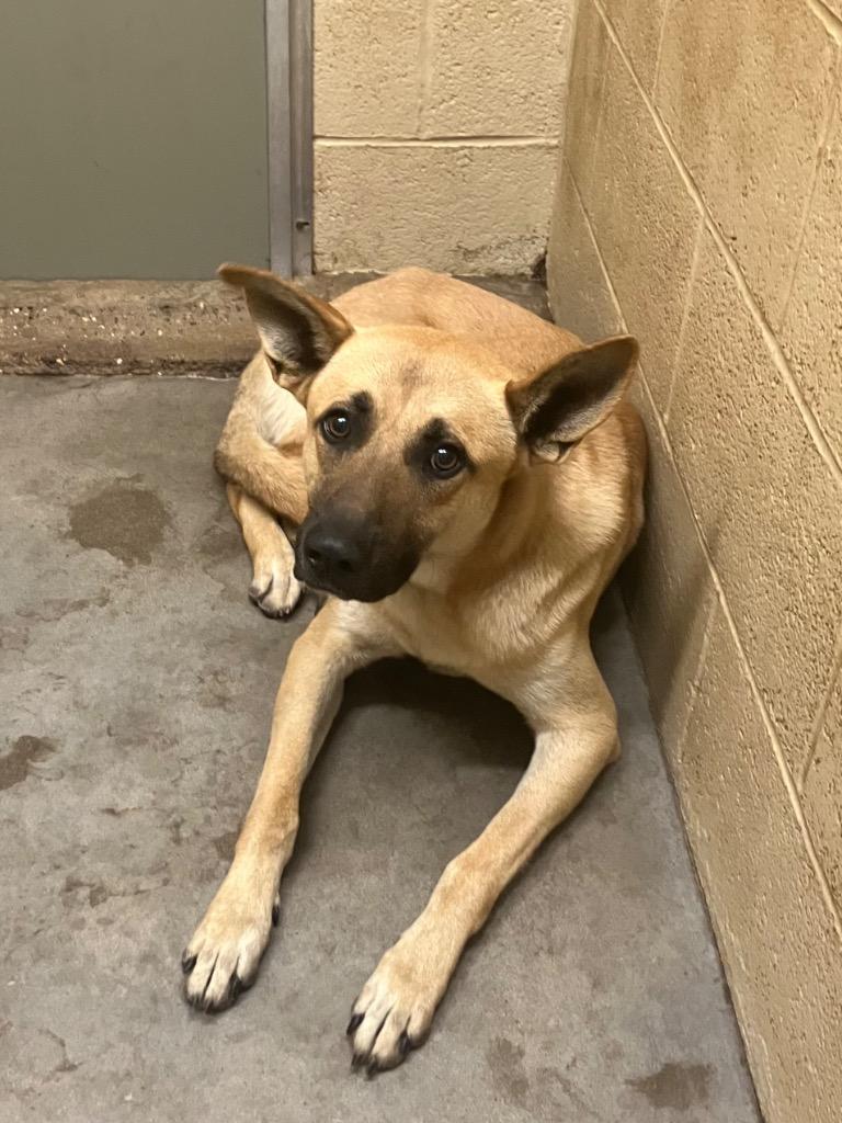 Enlarge Chase, a Adoptable German Shepherd Dog in Benton, AR image 1/2