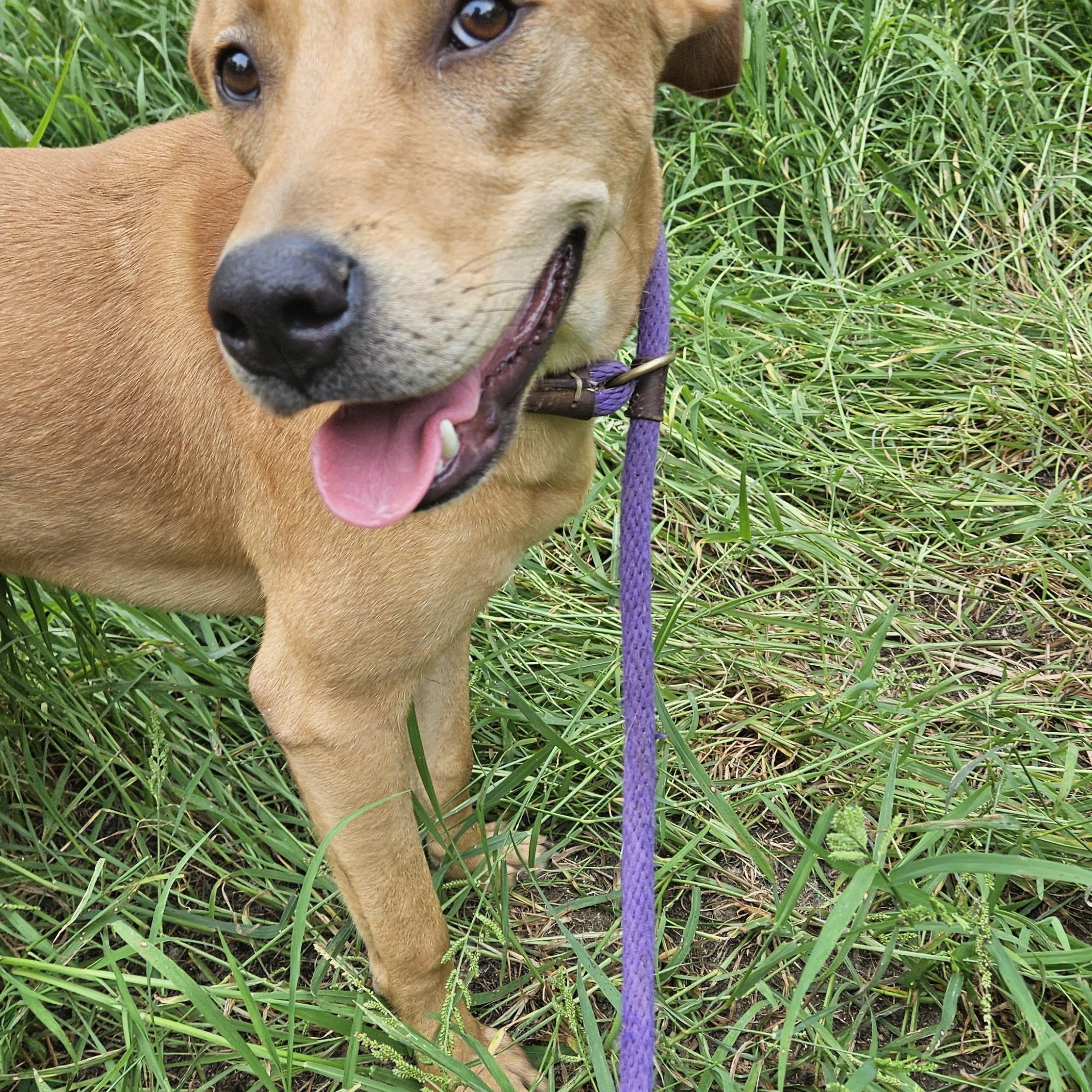 Birch, Adoptable, Young Male Yellow Labrador Retriever.
