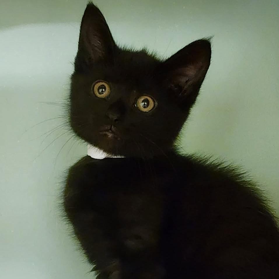 Enlarge Shakespeare, a Adoptable Domestic Short Hair in Shinnston, WV image 1/1