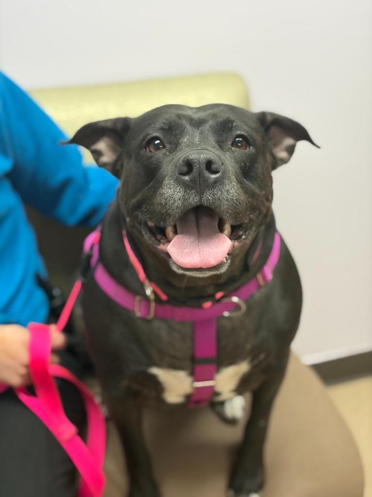 Shadow, Adoptable, Adult Female Labrador Retriever & Mixed Breed.