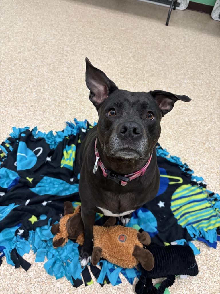 Enlarge Shadow, a Adoptable mixed breed in Utica, MI image 3/6