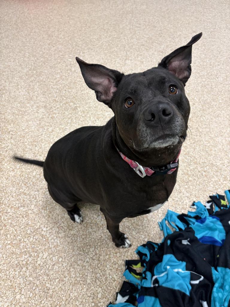 Enlarge Shadow, a Adoptable mixed breed in Utica, MI image 4/6