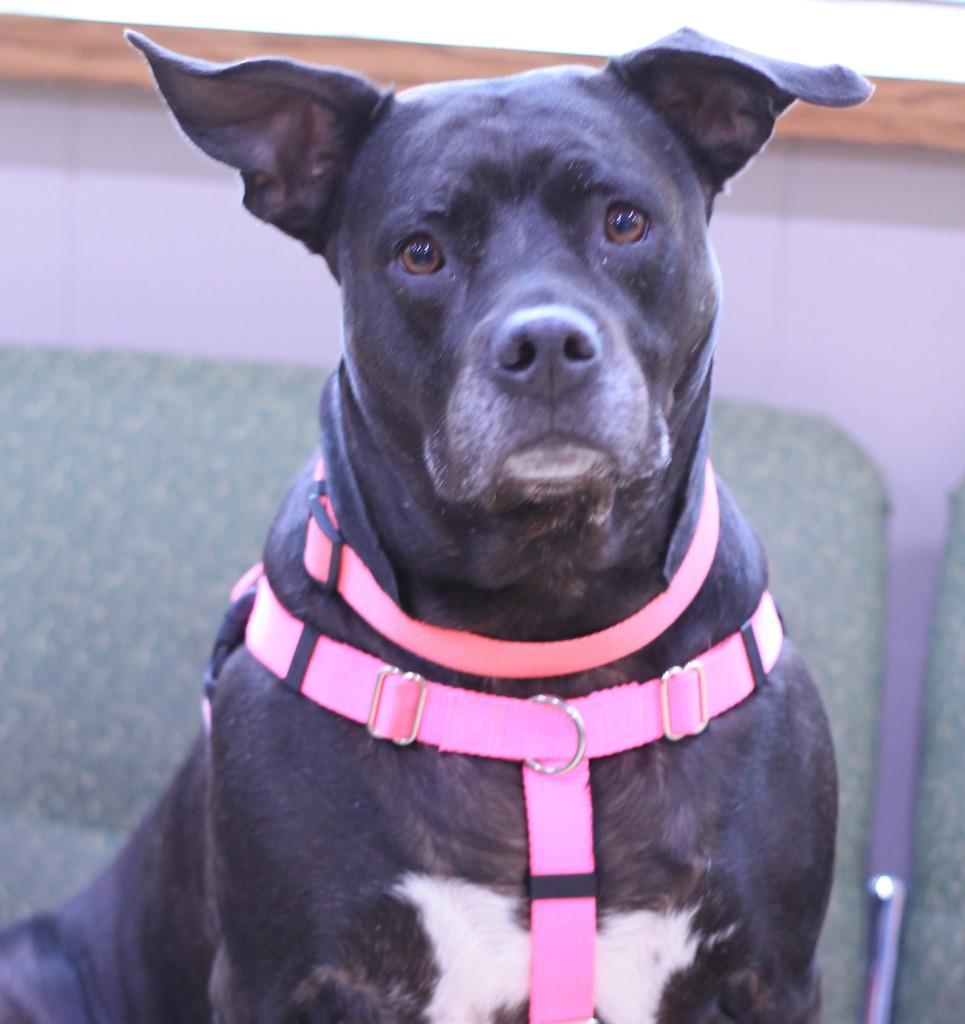 Enlarge Shadow, a Adoptable mixed breed in Utica, MI image 4/6