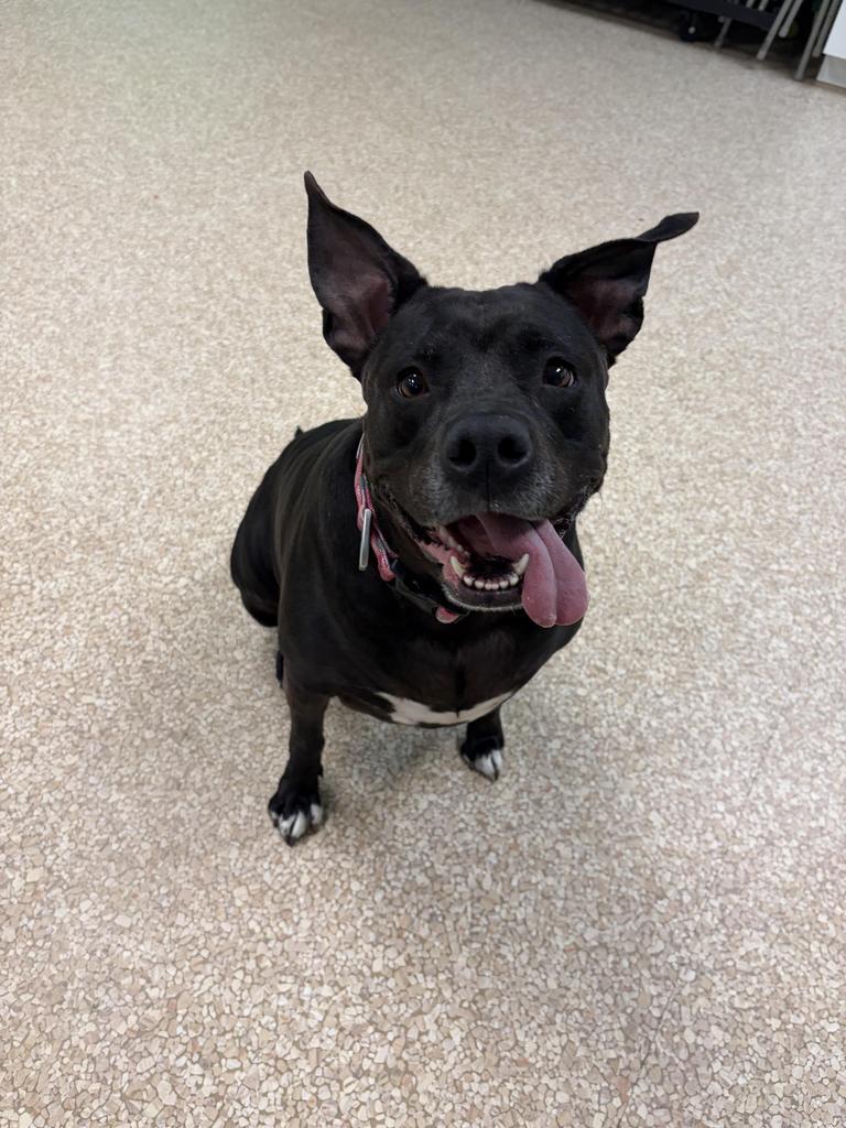 Enlarge Shadow, a Adoptable mixed breed in Utica, MI image 6/6