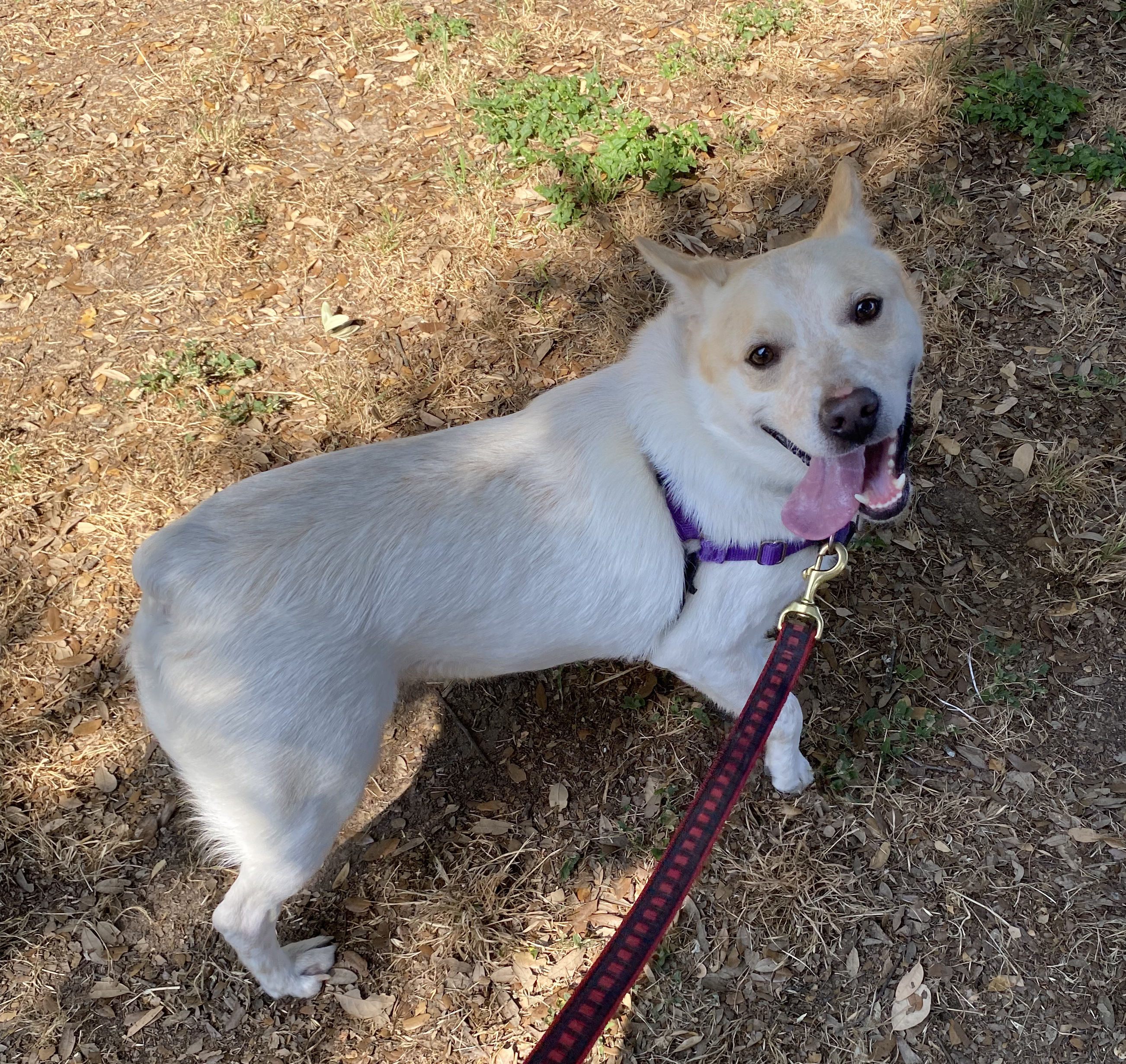 Ulysses, Adoptable, Young Male Australian Cattle Dog / Blue Heeler.