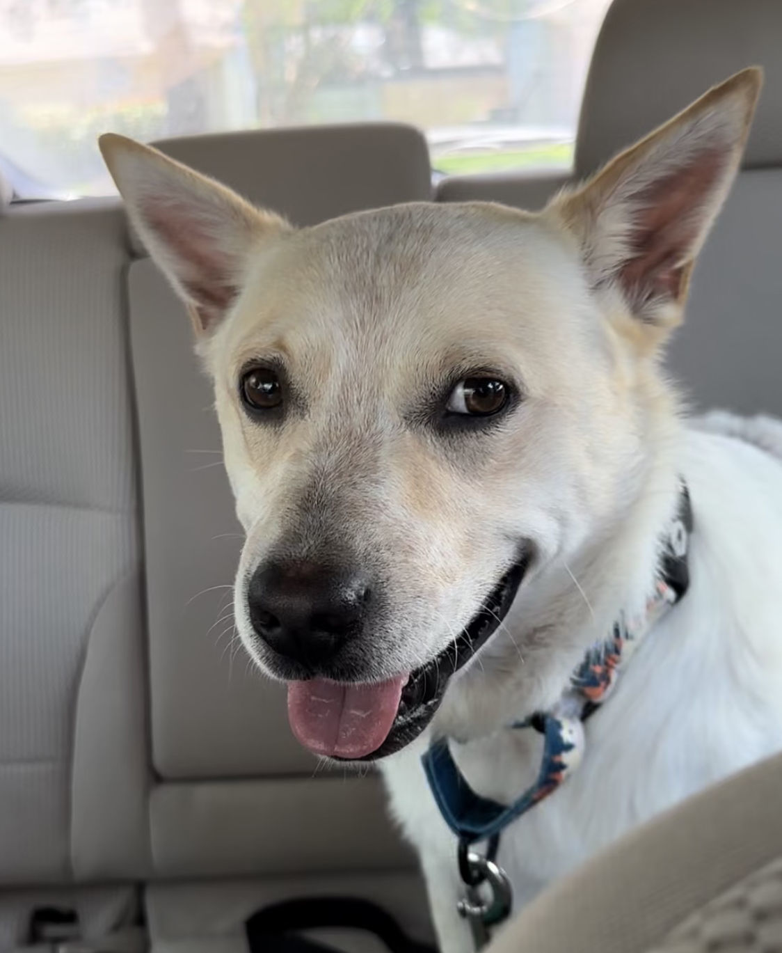 Enlarge Ulysses, a Adoptable mixed breed in Pflugerville, TX image 2/6