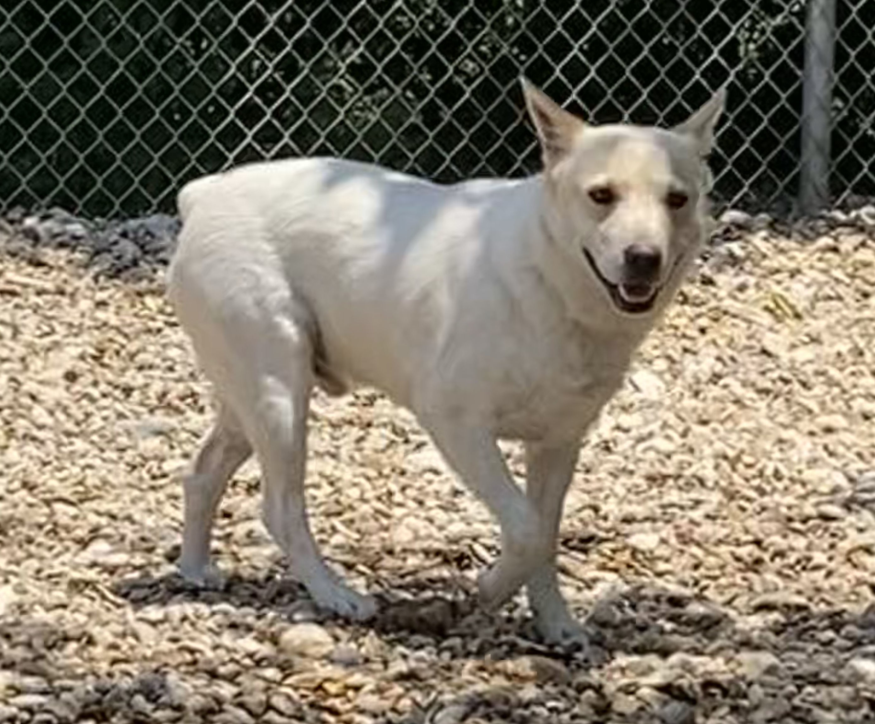 Enlarge Ulysses, a Adoptable mixed breed in Pflugerville, TX image 3/6