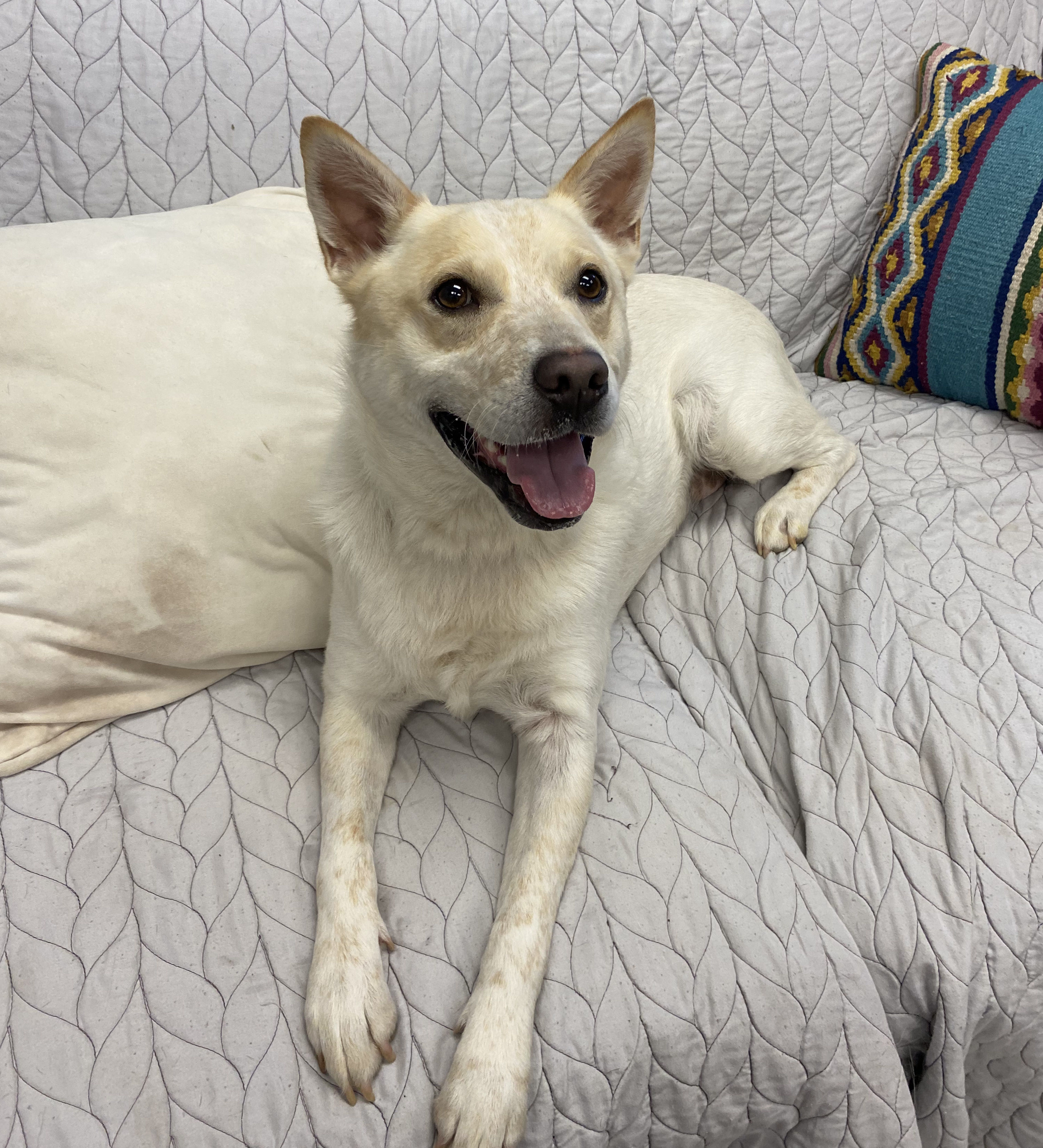 Enlarge Ulysses, a Adoptable mixed breed in Pflugerville, TX image 4/6