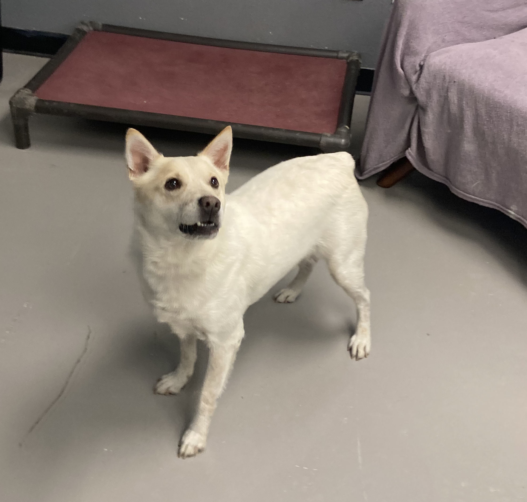 Enlarge Ulysses, a Adoptable mixed breed in Pflugerville, TX image 5/6