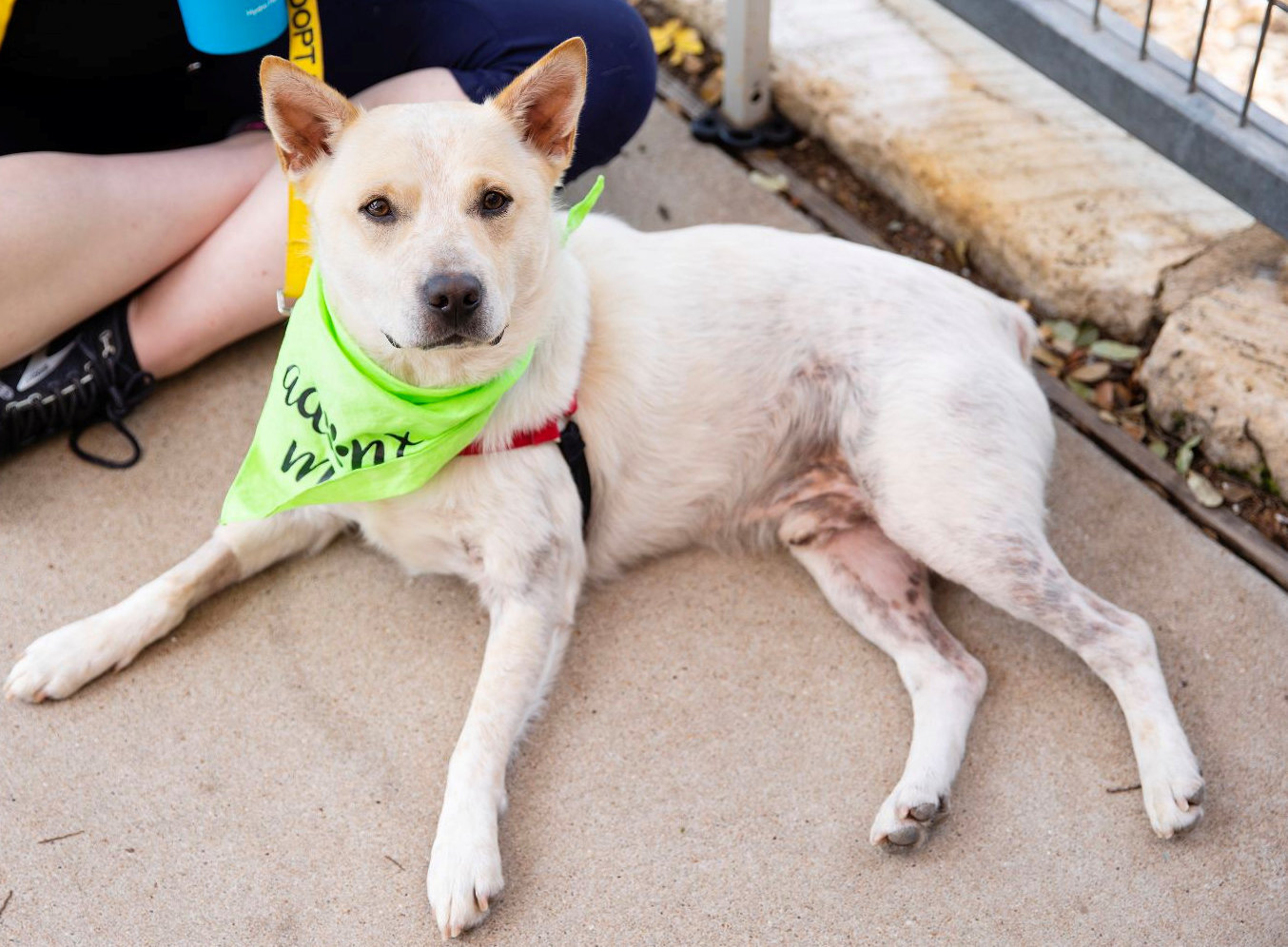 Enlarge Ulysses, a Adoptable mixed breed in Pflugerville, TX image 6/6