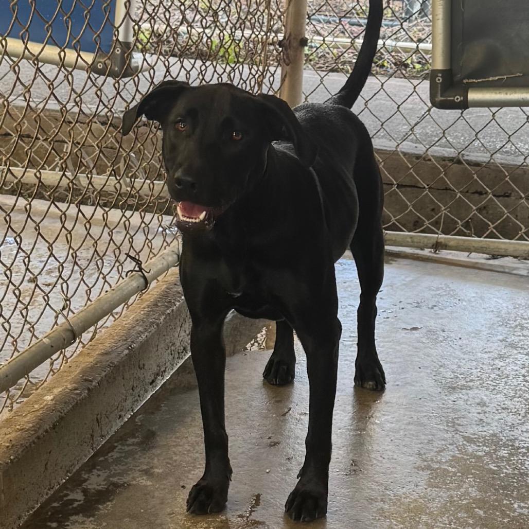 Shadow, Adoptable, Young Female Mixed Breed & Black Labrador Retriever.