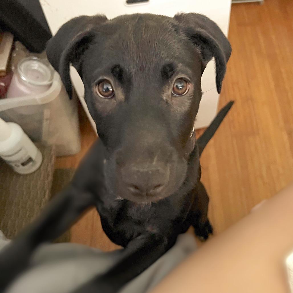 Enlarge Shadow, a Adoptable mixed breed in Volcano, HI image 2/6