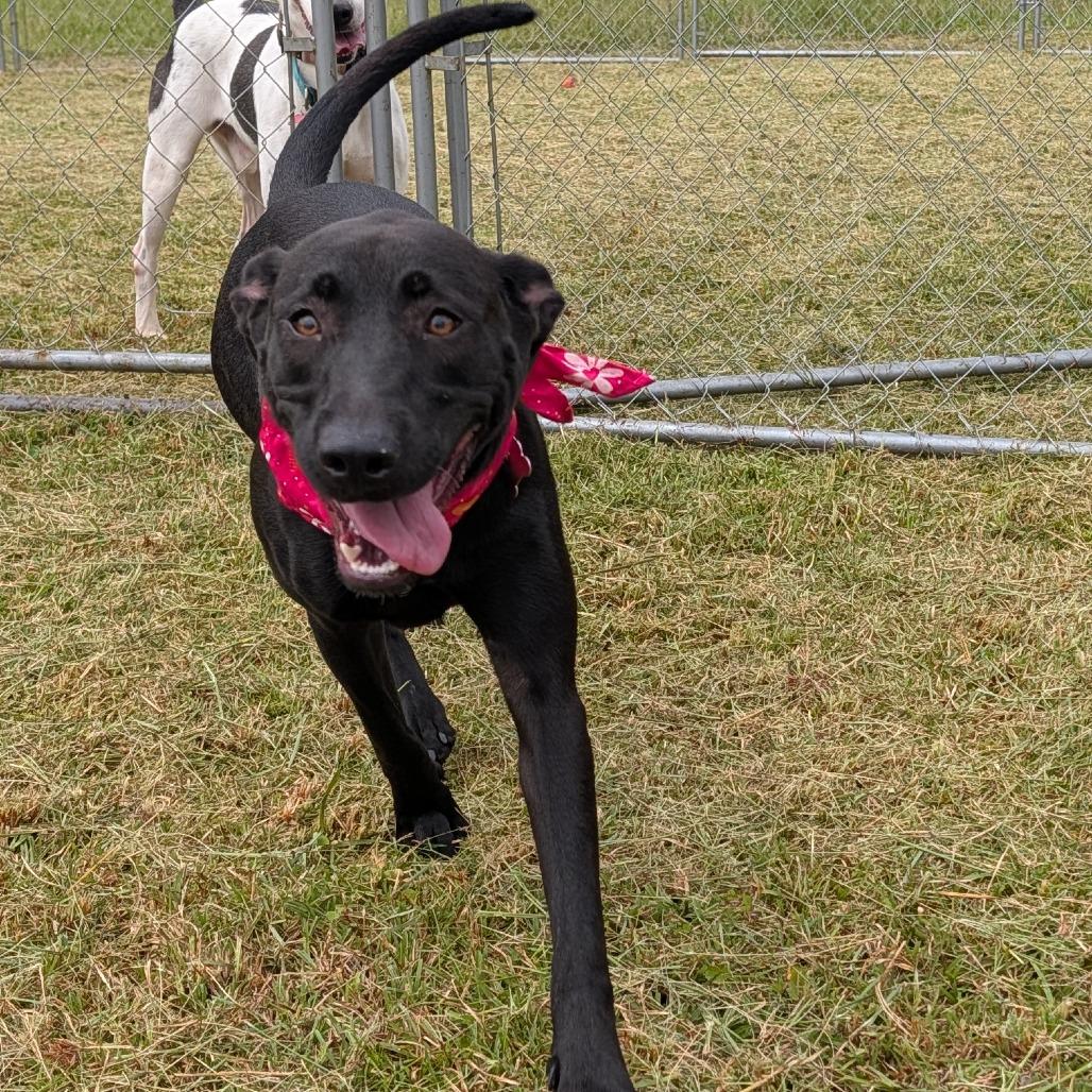 Enlarge Shadow, a Adoptable mixed breed in Volcano, HI image 3/6