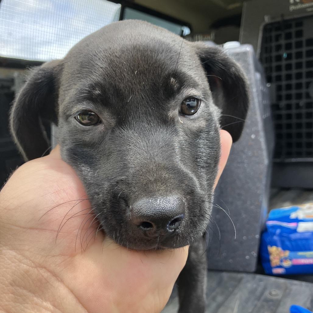 Enlarge Shadow, a Adoptable mixed breed in Volcano, HI image 4/6