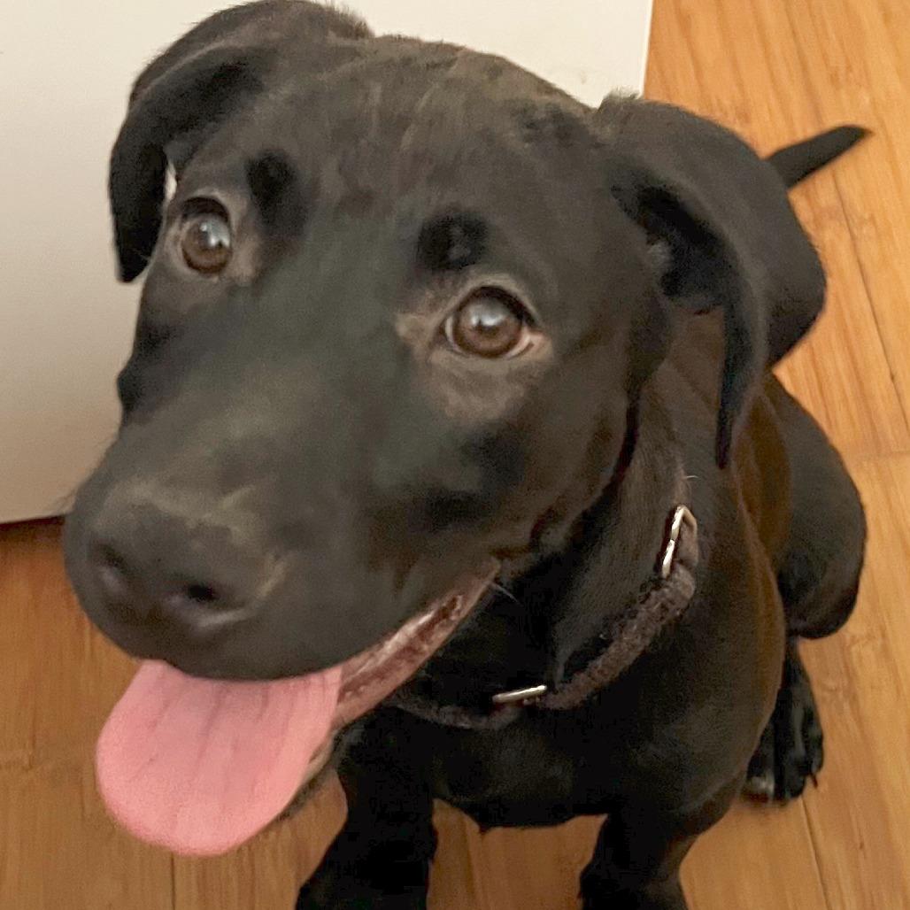 Enlarge Shadow, a Adoptable mixed breed in Volcano, HI image 5/6