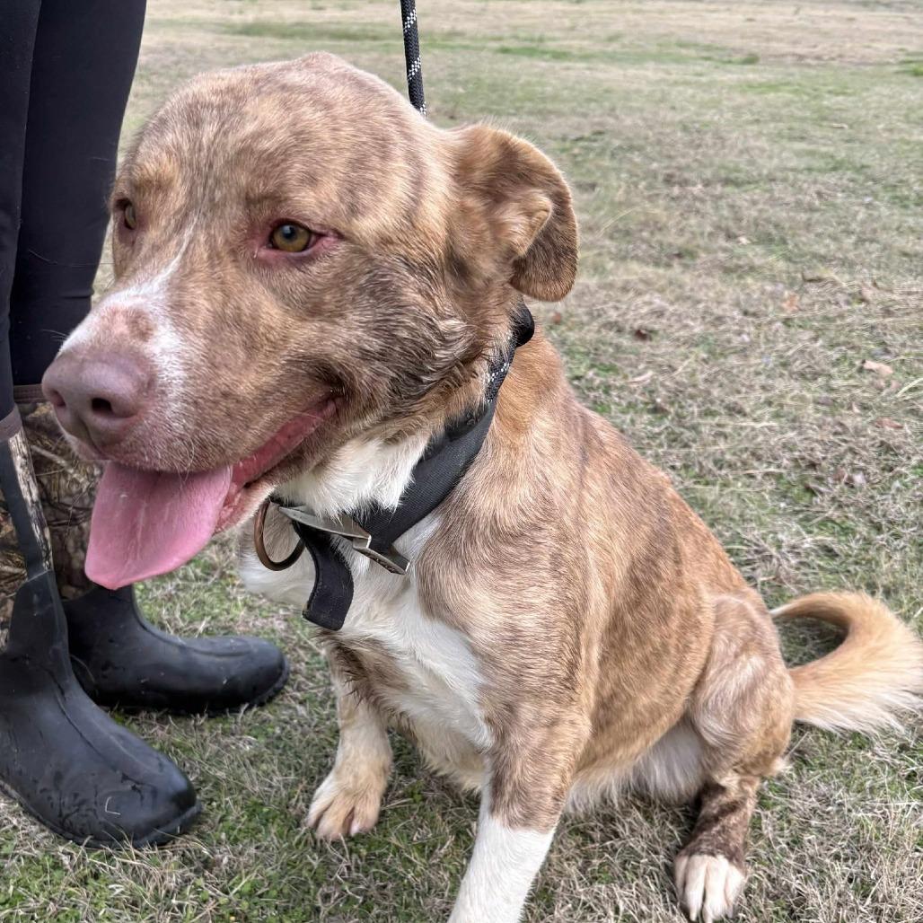 Martin, a Adoptable mixed breed in Hackett, AR image 1/6