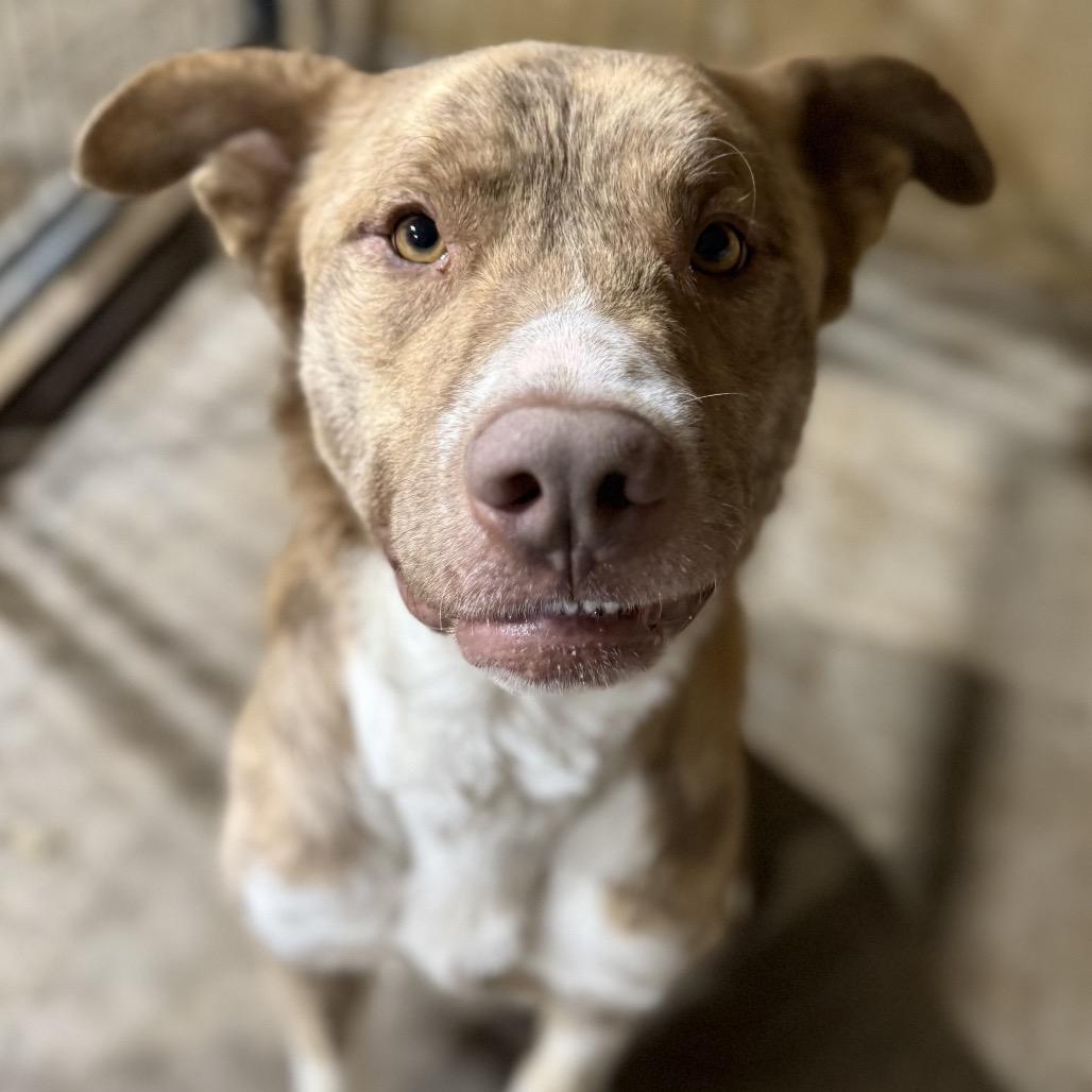Martin *, Adoptable, Adult Male Mountain Cur & Mixed Breed.