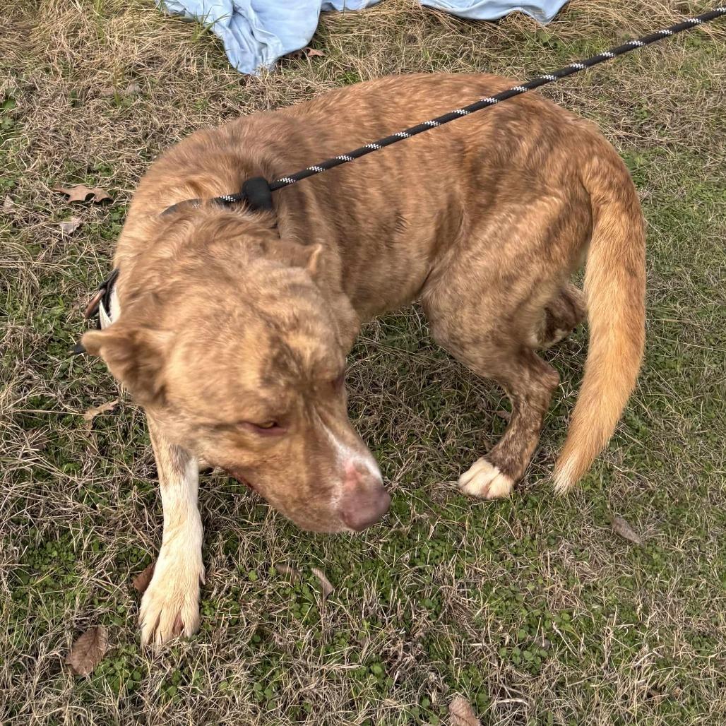 Martin, a Adoptable mixed breed in Hackett, AR image 3/6