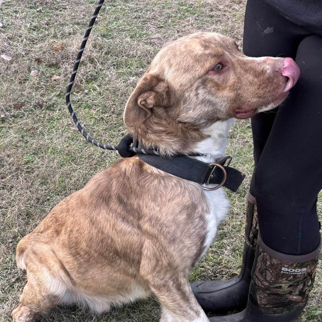 Martin, a Adoptable mixed breed in Hackett, AR image 4/6