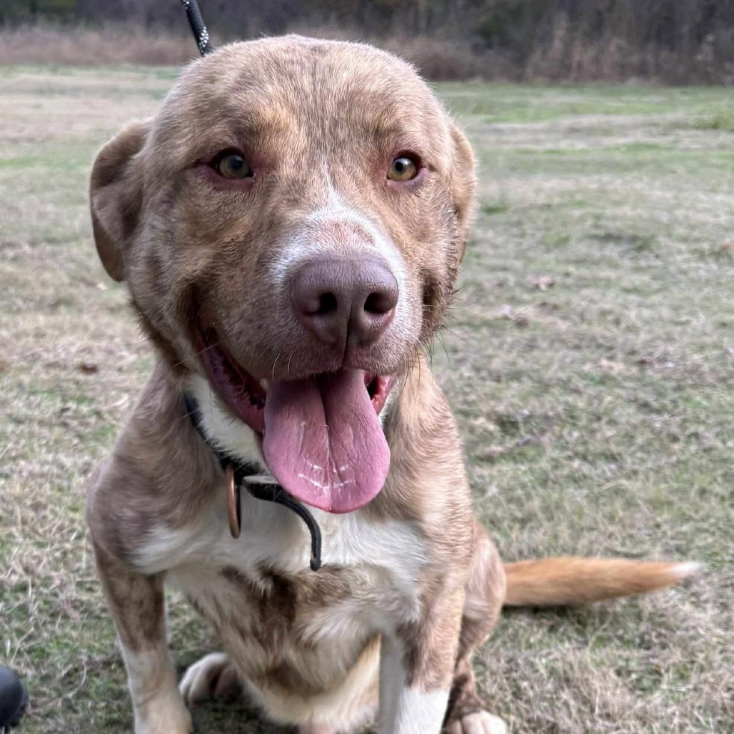Martin, a Adoptable mixed breed in Hackett, AR image 5/6