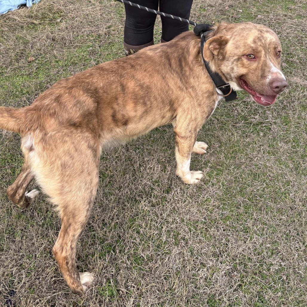 Martin, a Adoptable mixed breed in Hackett, AR image 6/6