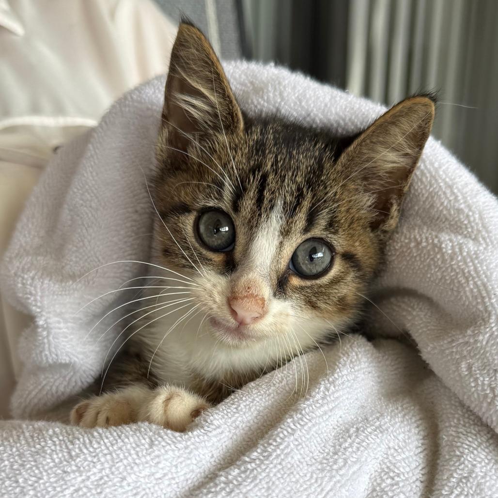 Waldo, Adoptable, Young Male Domestic Short Hair.